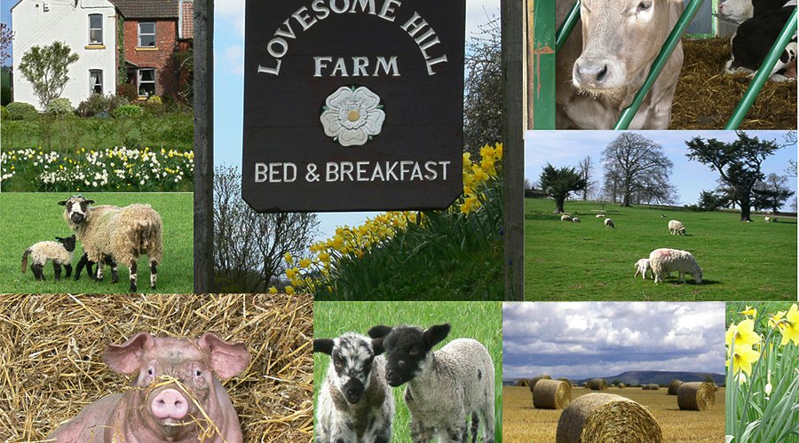 Lovesome Hill Farm
