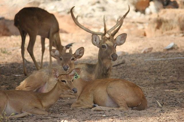 Huai Sai Wildlife Breeding Center (Cha-am) - All You Need to Know BEFORE You Go Huai Sai Wildlife Breeding Center (Cha-am) - All You Need to Know BEFORE You Go