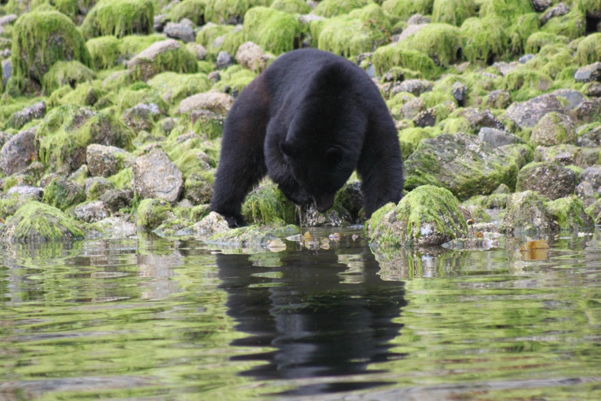 ADVENTURE TOFINO B&B: Bewertungen, Fotos & Preisvergleich (Kanada ...