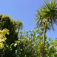 the garden