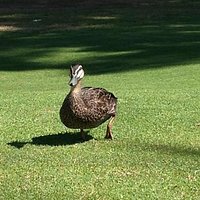 a visitor!