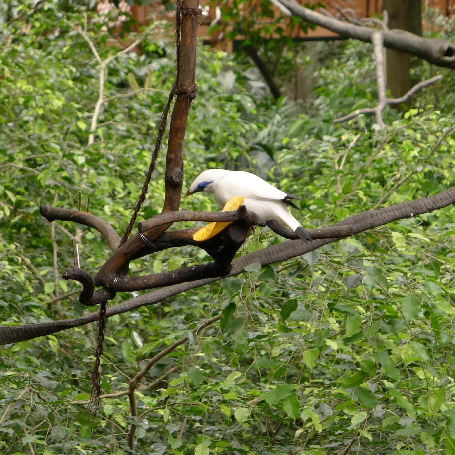 EDWARD YOUDE AVIARY (Hong Kong): Ce Qu'il Faut Savoir