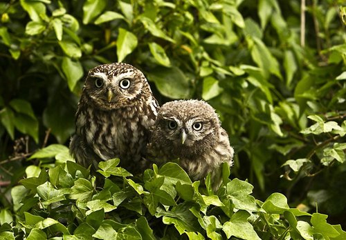 Identify birds of prey  Northumberland Wildlife Trust