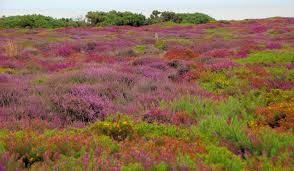 The heather in bloom