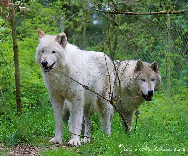 Wolf Haven International image