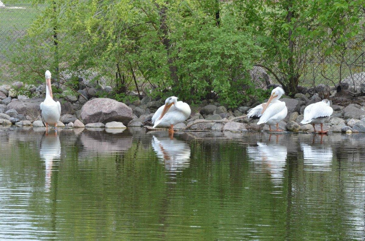 Assiniboine Park Zoo (Winnipeg) - All You Need to Know BEFORE You Go ...