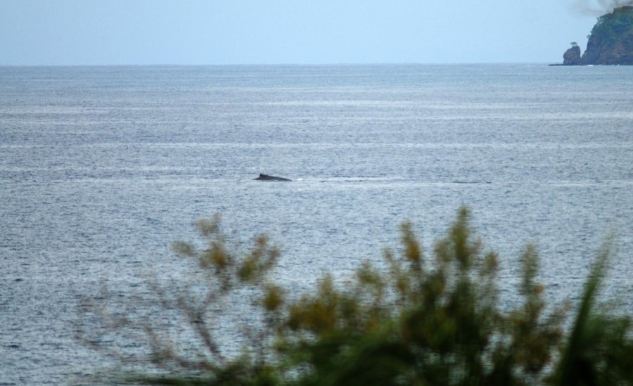 Humpback Whales in our bay!