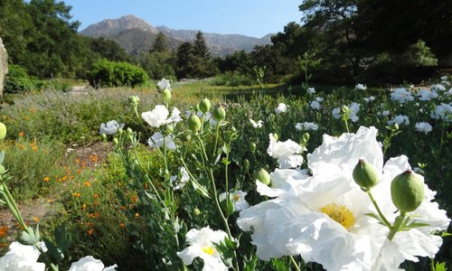 SBBG Meadow with views to La Cumbre Peak, Santa Ynez Mtns