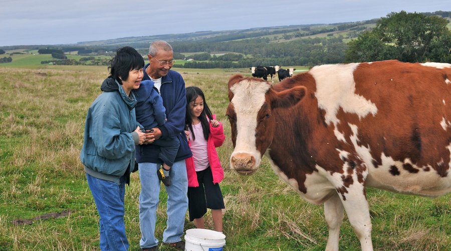 Feedtime for Moo the Cow