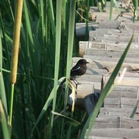 pied bushchat at Okhla Bird Sanctuary