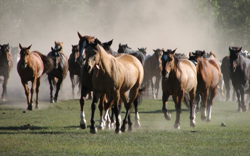 Wrangle
