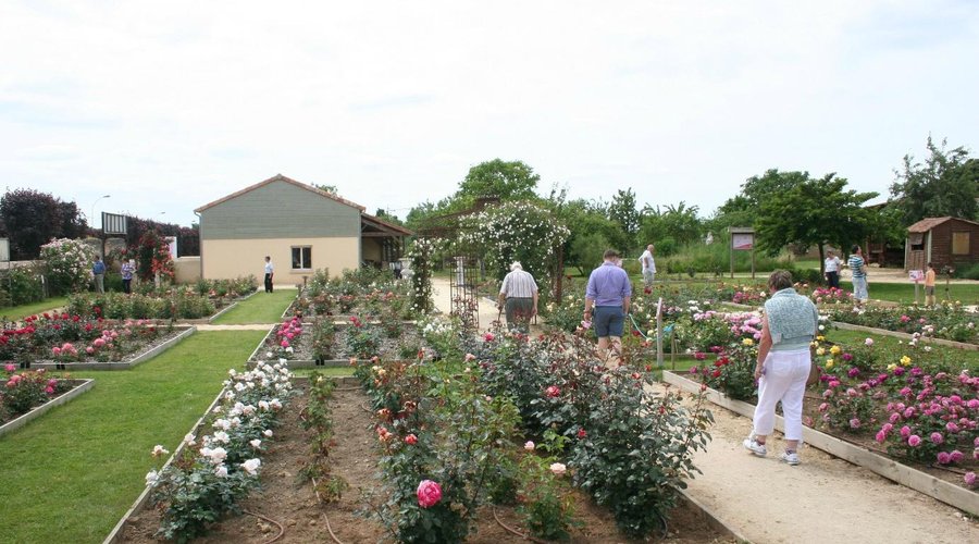 Lovely roses, quite a few visitors for a weekday in June.