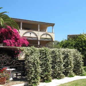 gelsomino bouganvillea giardino