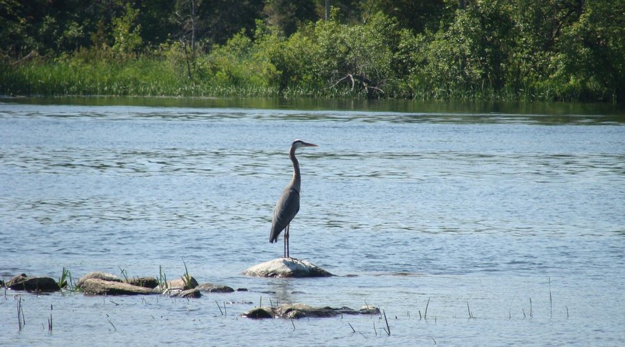 Lake, Heron