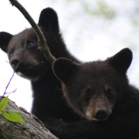 Vince Shute Bear Sanctuary (Minnesota) - All You Need to Know BEFORE You Go