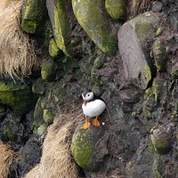 Puffin at Fowlsheugh