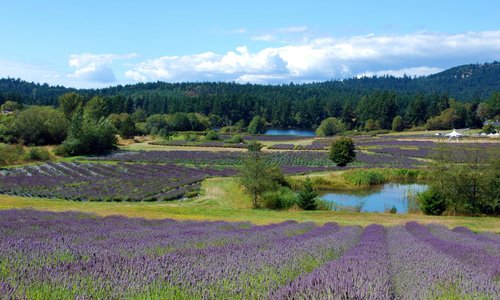 Pelindaba Lavender Farm in bloom
