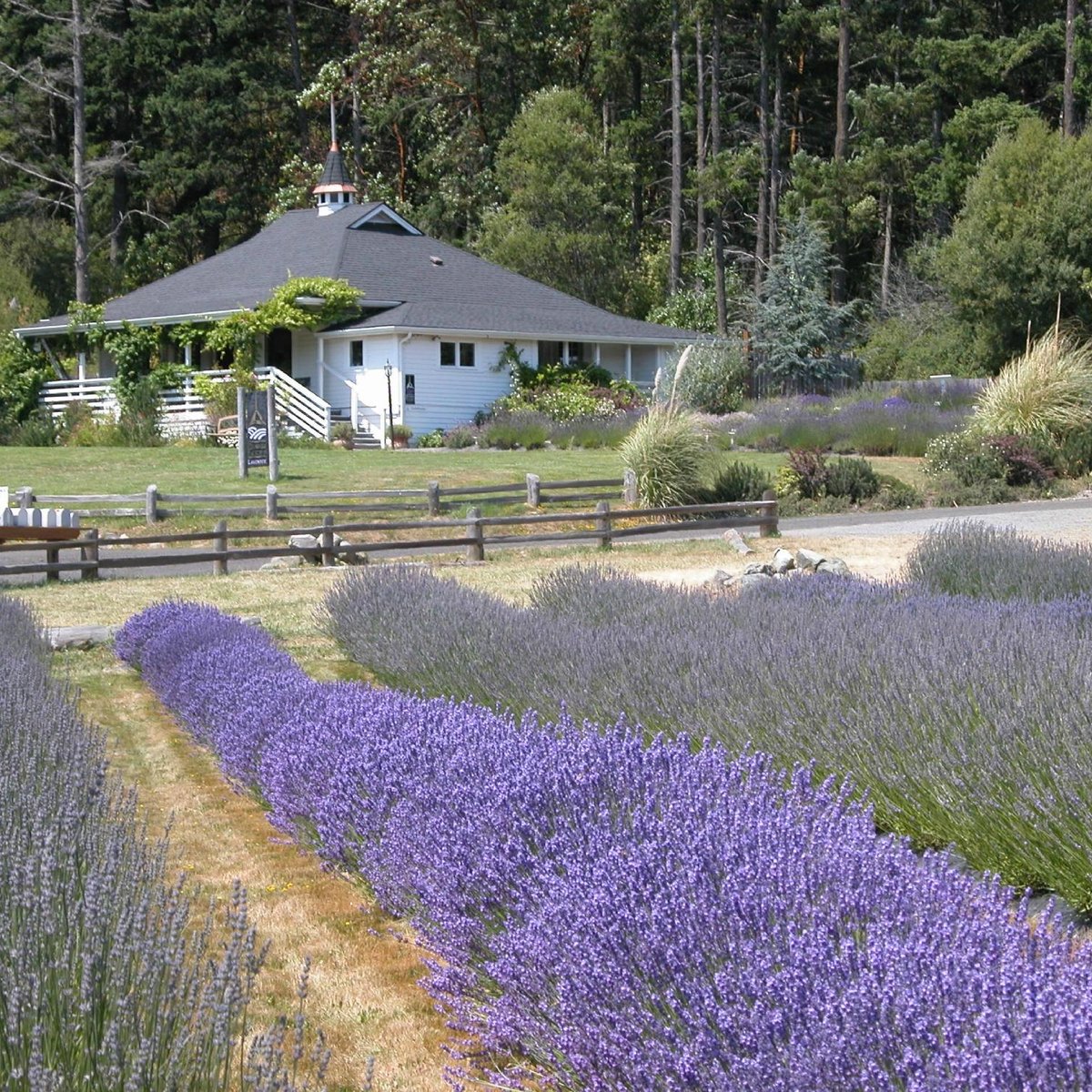 PELINDABA LAVENDER FARM (Friday Harbor): Ce qu'il faut savoir pour ...