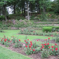 rose garden