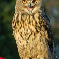 Rolo european eagle owl
