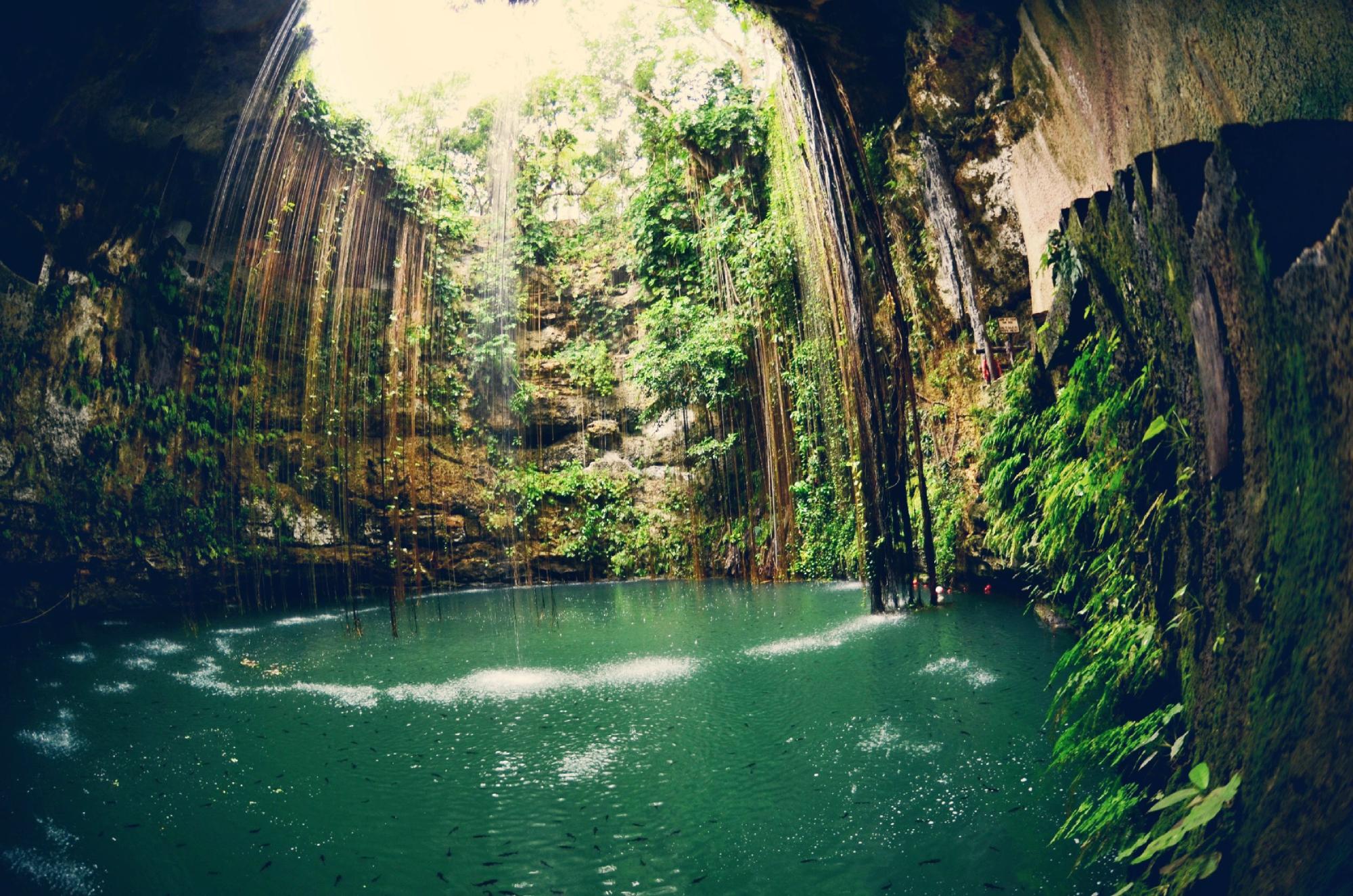 HD wallpaper: Water Lilies in a Cenote, Yucatan, Mexico, North America |  Wallpaper Flare