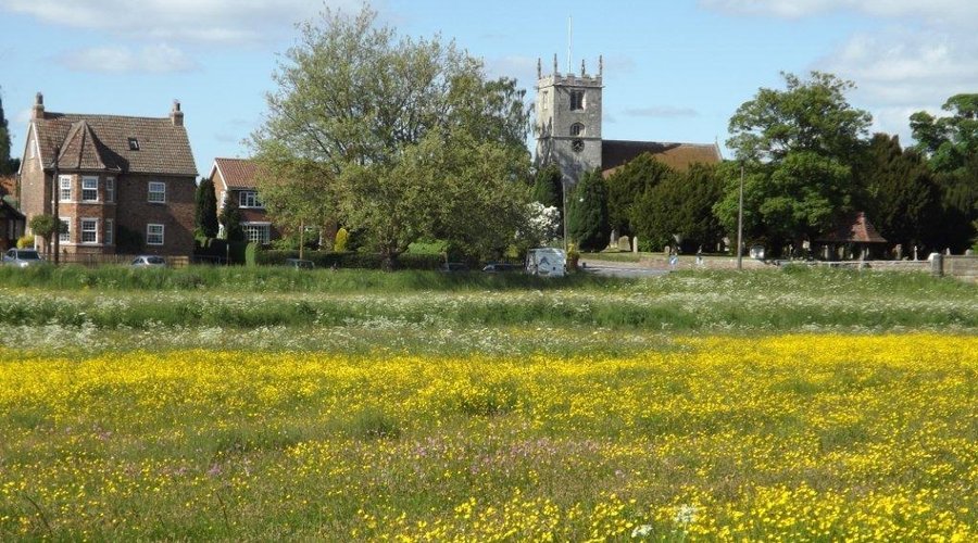 Buttercups across the green