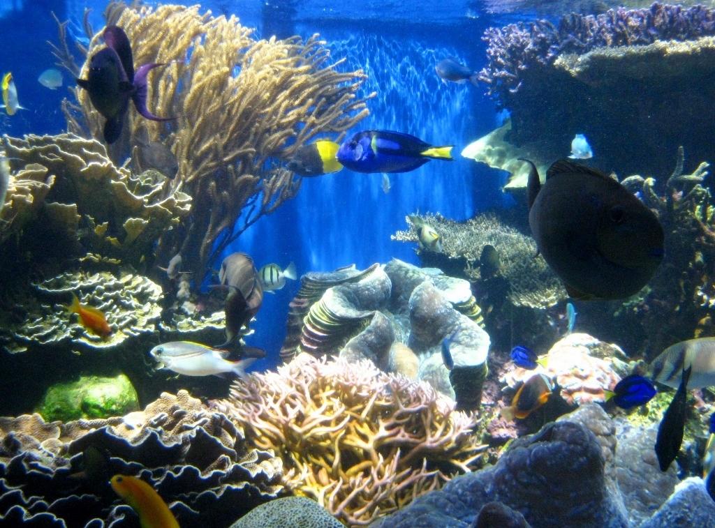 Waikiki Aquarium All You Need to Know BEFORE You Go 2024