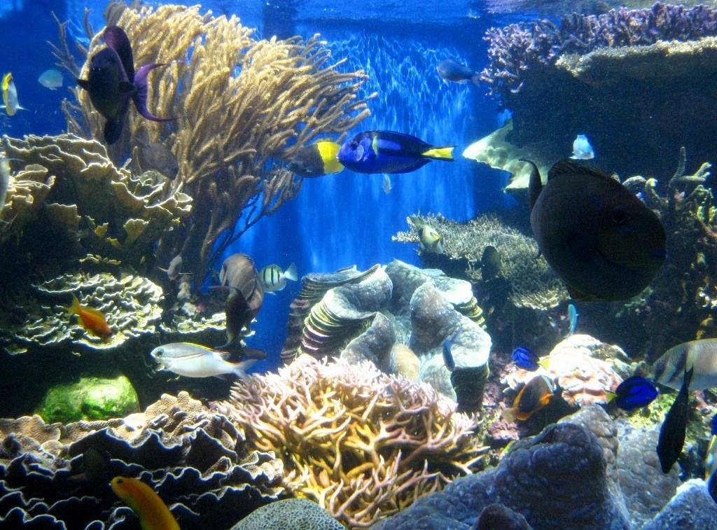waikiki aquarium field trip