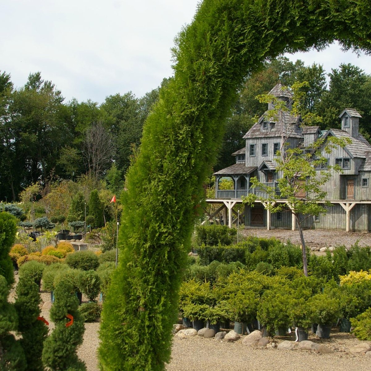 Enchanted Gardens: Sculptural Succulents Adorn Driftwood Masterpieces