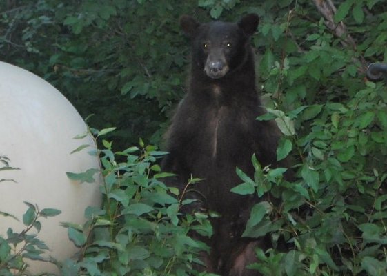 An annual visitor!