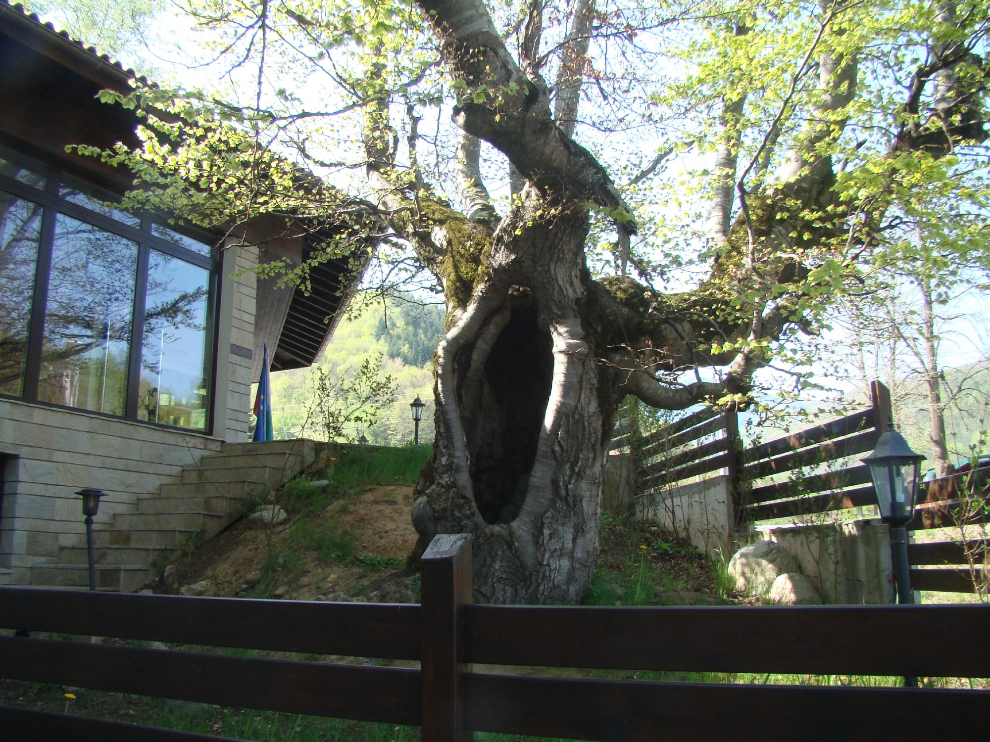 Hotel photo 7 of Spa Hotel Planinata.