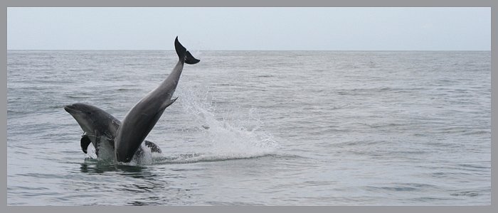 dolphin tours rib safari