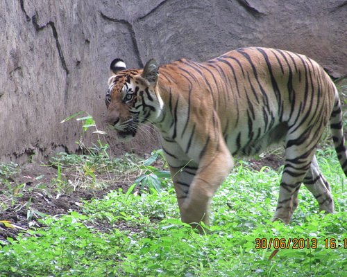 THE BEST Zoos & Aquariums in Pune - Tripadvisor