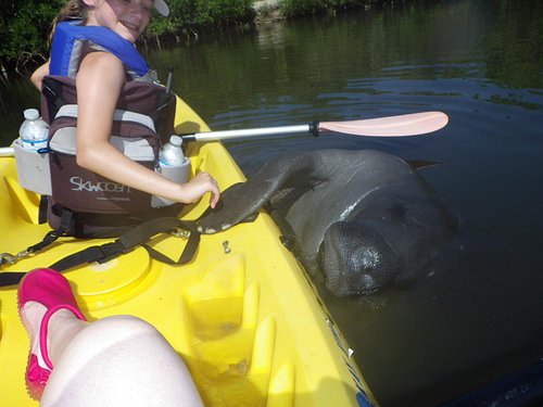 Dolphin rescued from entanglement in Cocoa Beach