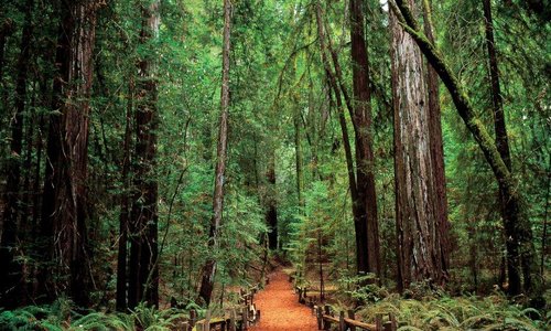Armstrong Woods Sonoma County