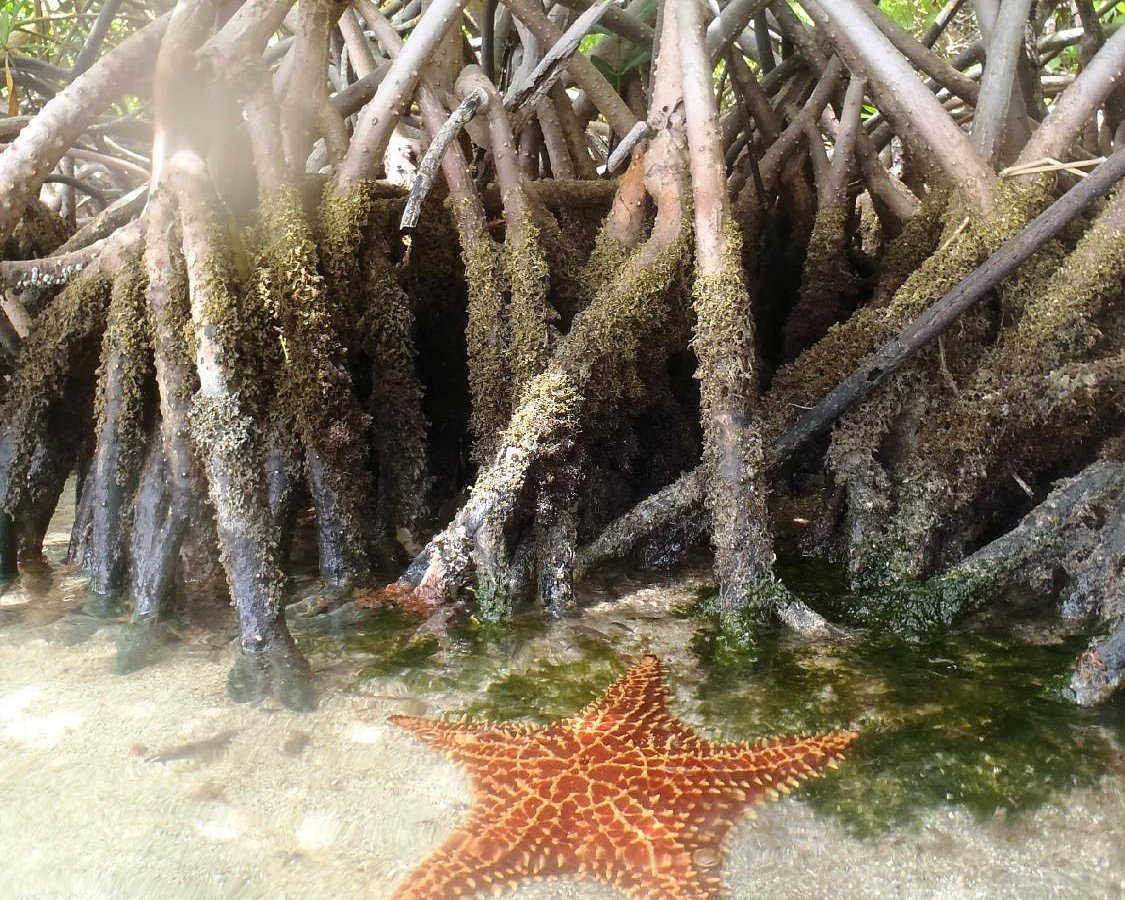 Produit touristique : l'Aquarium de Guadeloupe fait peau neuve