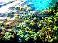 Coral Beach Nature Reserve  Attractions in Eilat, Israel