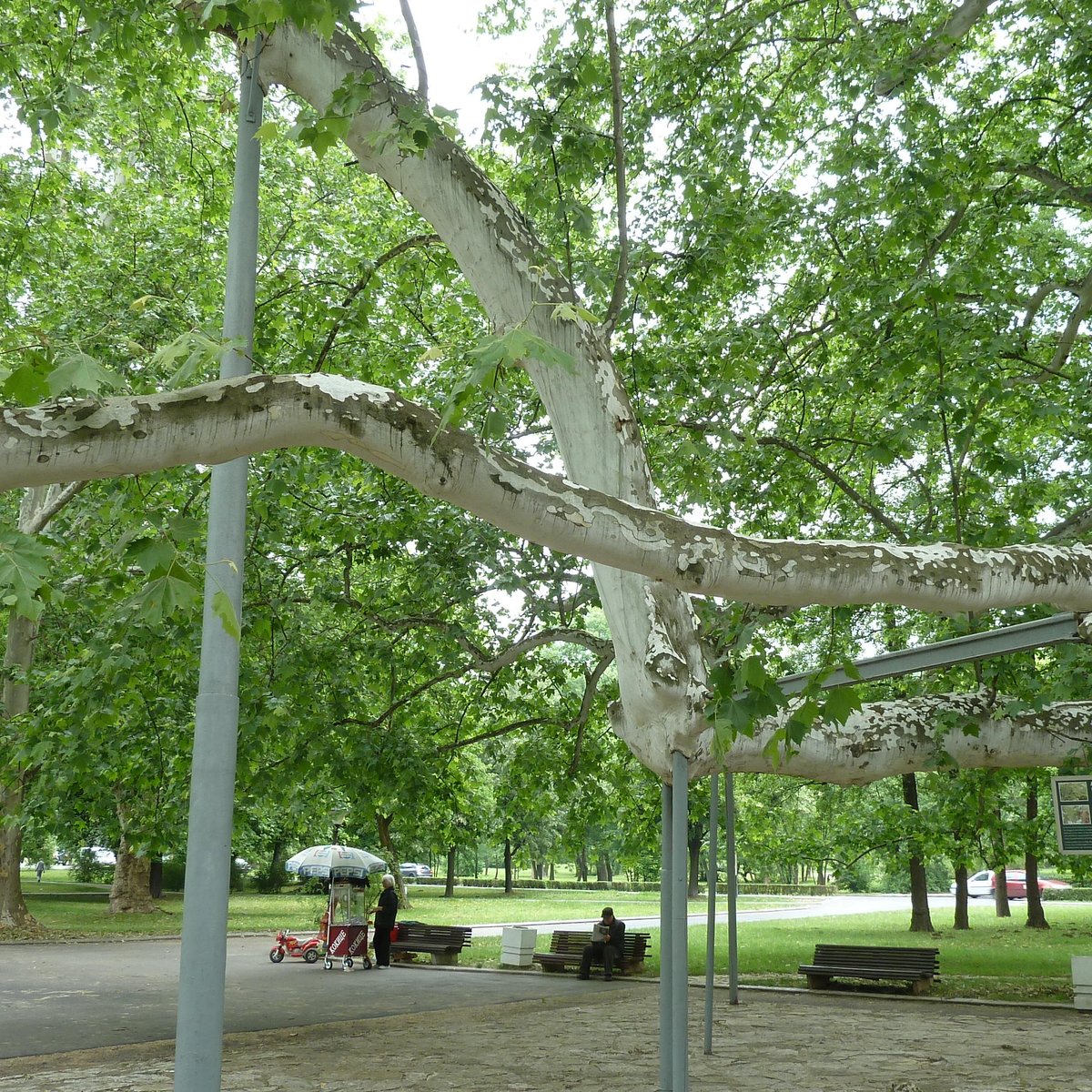 Tree london. Деревья в Белграде. London plane Tree. Главное дерево Белграда. Жидкие деревья Белград.