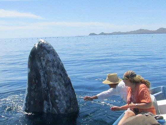 magdalena bay whale watching tours