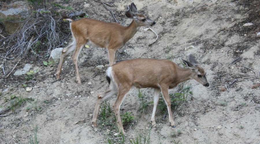 On our way to Glacier Point, Deer