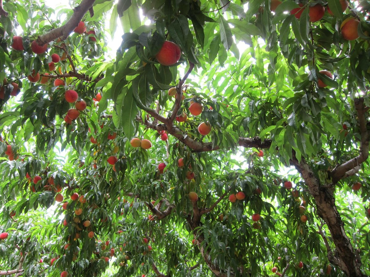 Learn About Peaches  Chiles Family Orchards