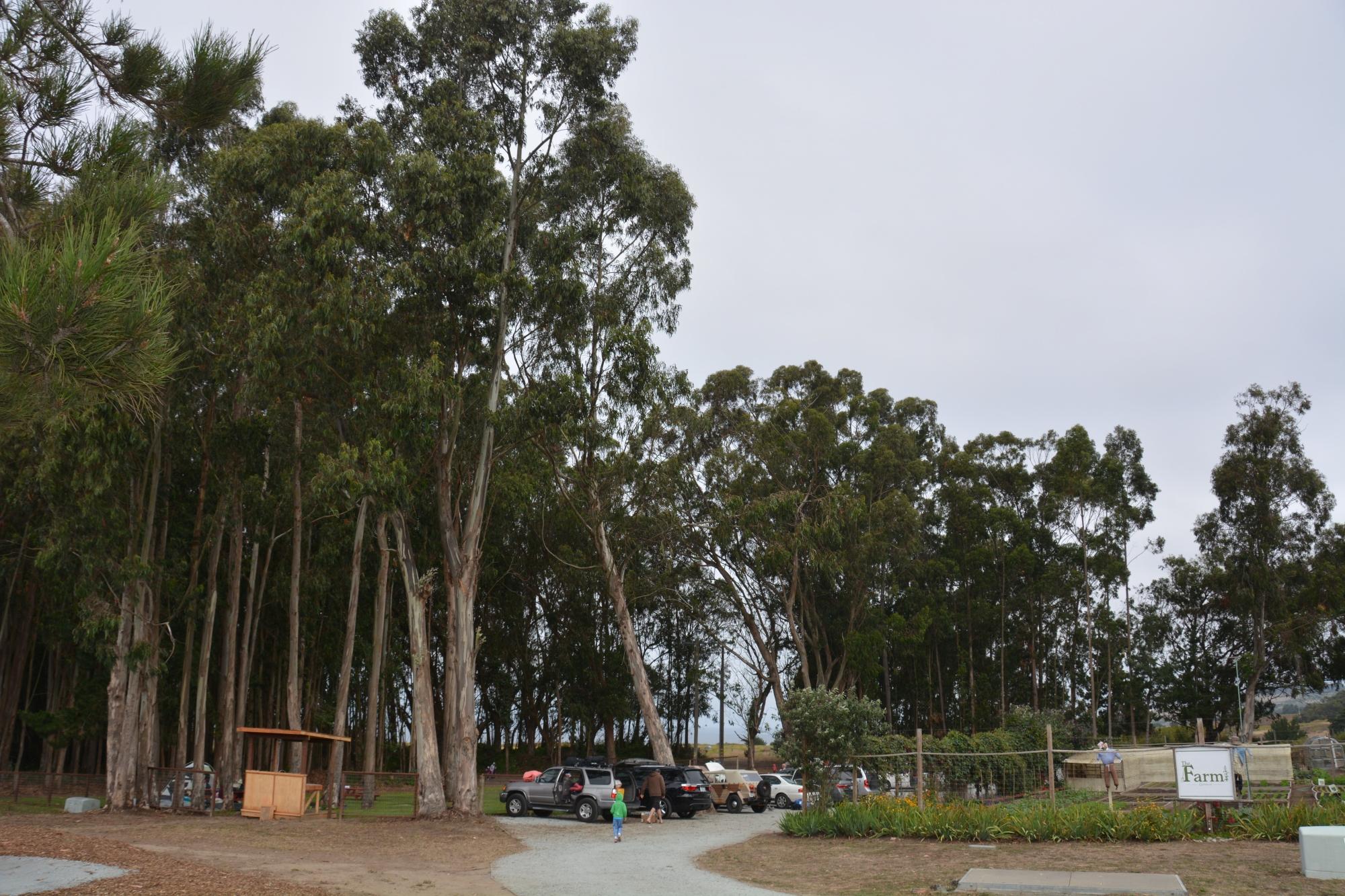 SANTA CRUZ NORTH COSTANOA KOA Campground Reviews Pescadero CA