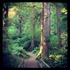 Treelover63