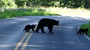 Mama and baby bears we saw when driving Skyline Drive