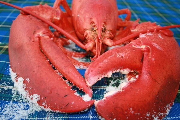 Homard frais directement de nos viviers