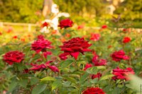 are dogs allowed in lyndale park rose garden