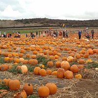 Pumpkin Patch (Oct 2012)
