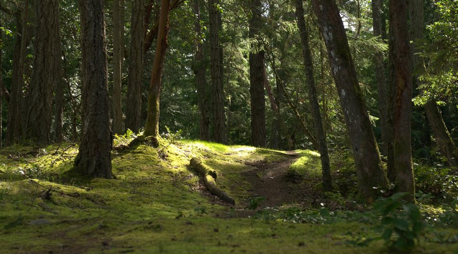 Hike through wilderness in Nanaimo's inner harbour