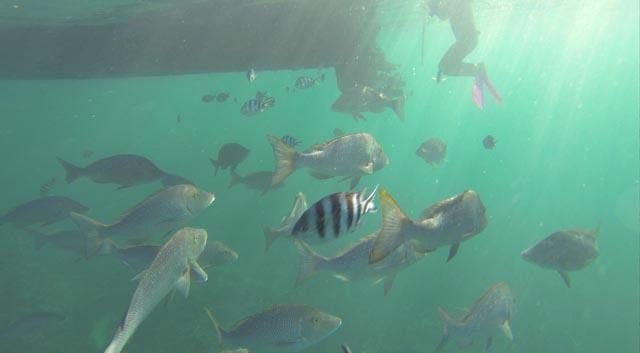 NINGALOO EXPERIENCE (Coral Bay) - 2022 Qué Saber Antes De Ir - Lo Más ...