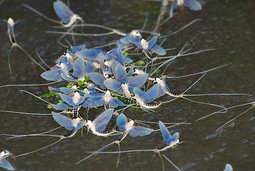 giant mayfly